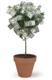 Money tree image